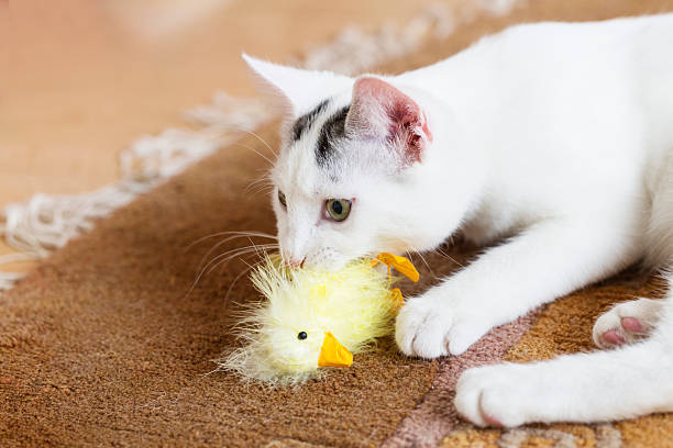 istock young white cat with toy hunter prey 463071961