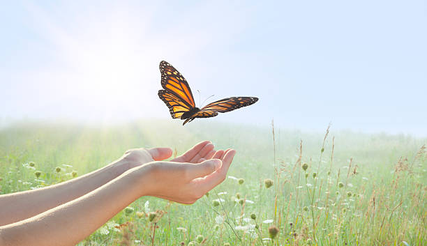 istock Girl releasing a monarch butterfly 463072941