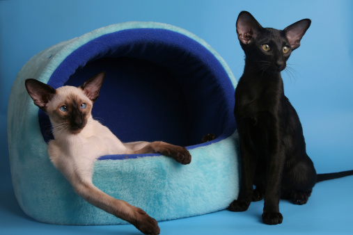 Siamese cat with blue eyes sitting on wooden table with blue background. Blue diamond cat sitting in the studio.Thai cat looking something.