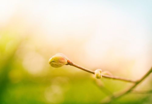spring lime tree branch at sunrise