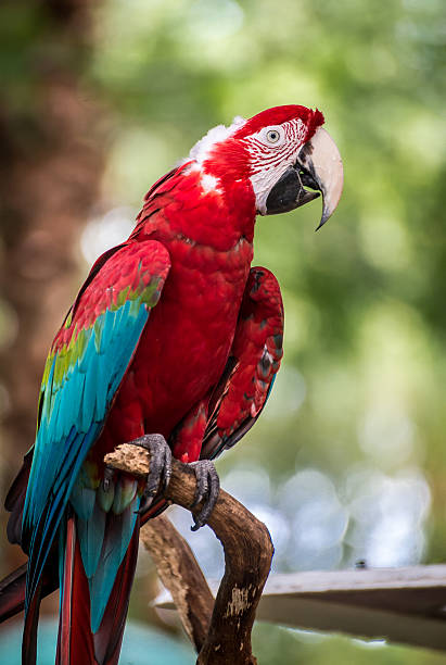 istock Profile of a Scarlet Macaw Parrot 463076929