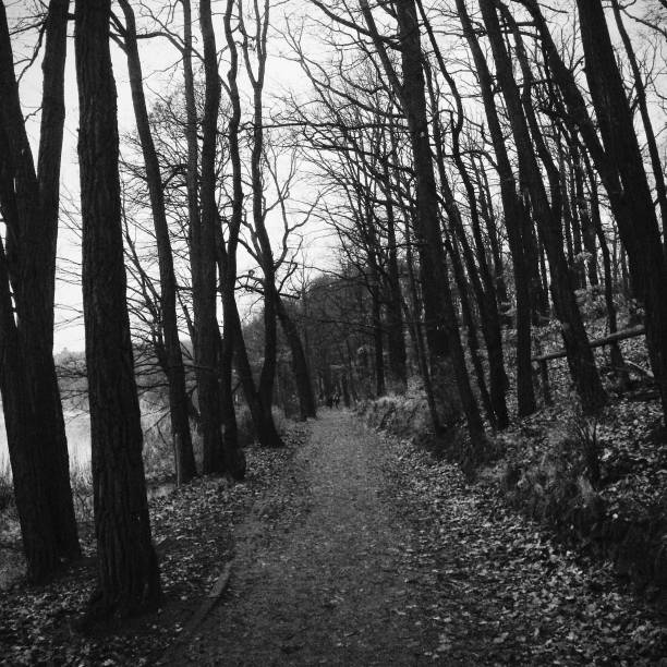 istock Black and white picture of a path in the forest 463077193