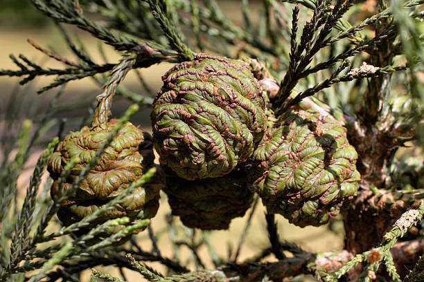 There are three kinds of trees known as redwoods. They are the coast redwood (Sequoia sempervirens) and the giant sequoia (Sequoiadendron giganteum) of California; and the dawn redwood (Metasequoia glyptostroboides) from China. Quite which of these redwood species has made it to Mitcham in Surrey, England, I am not sure. Below: more redwood trees growing in England.