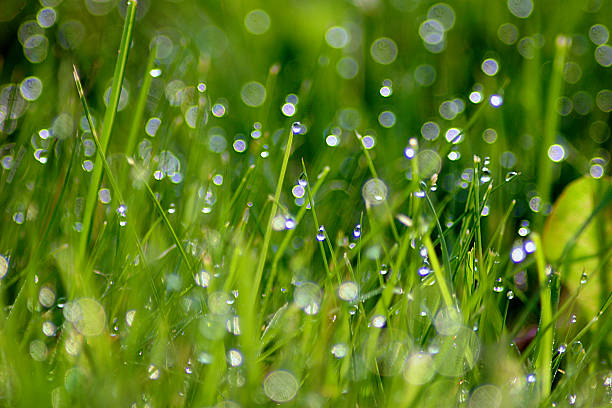 istock Background - Raindrops on blades of grass 463077417