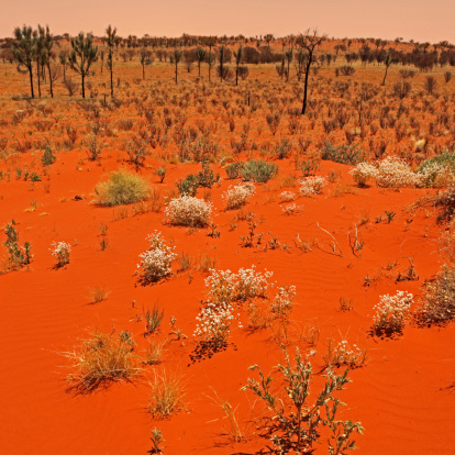 Red Australian sand landscape in the 'red center'