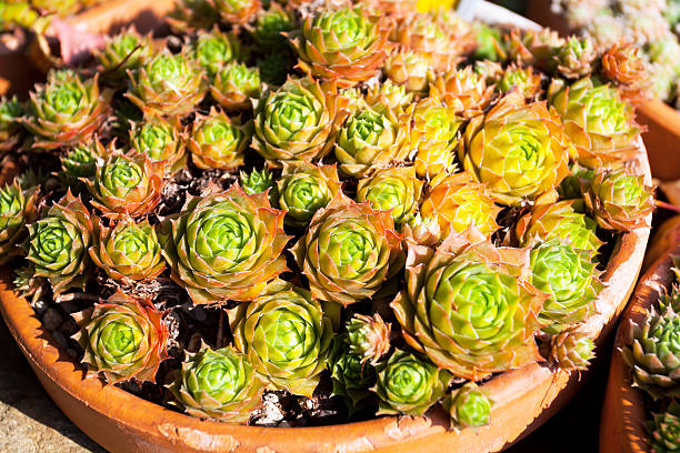 istock Rose family in flower pot 463079339