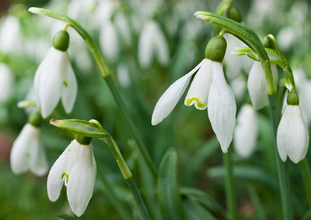 Cтоковое фото Snowdrops на открытом воздухе в парке весной.