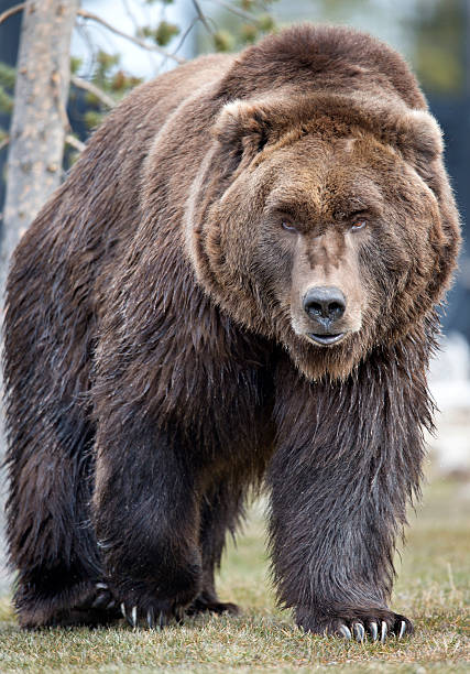 large-grizzly-bear-walking-out