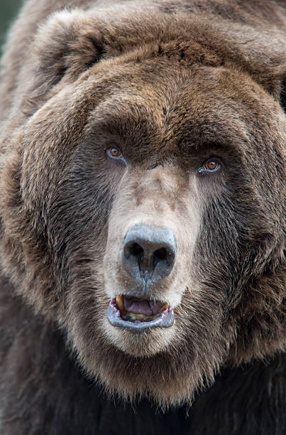 istock Grizzly head portrait 463081483