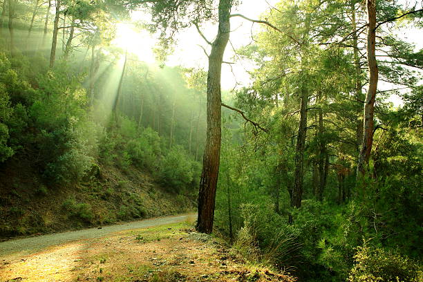 森林に加わって - forest sunbeam tree light ストックフォトと画像