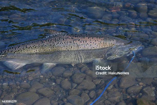 Salmone Catturato - Fotografie stock e altre immagini di Salmone reale - Salmone reale, Ambientazione esterna, Composizione orizzontale