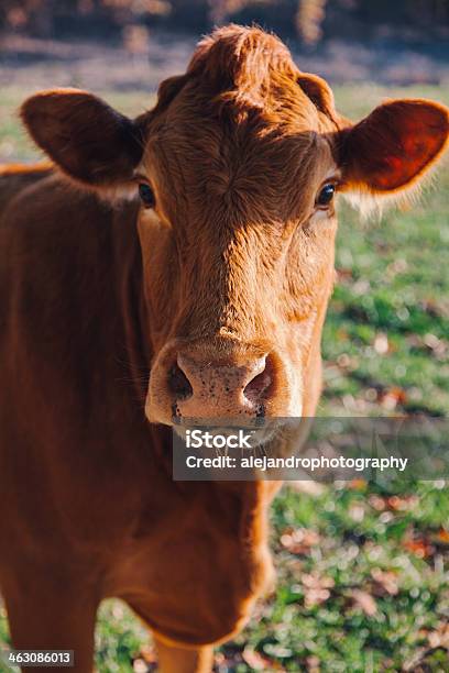 Cow Stock Photo - Download Image Now - Guernsey Cattle, Agricultural Field, Agriculture