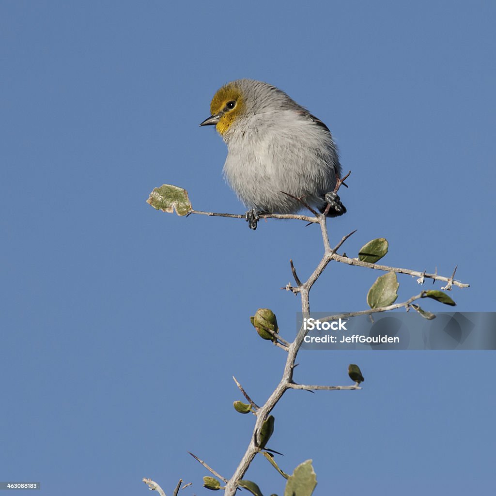 Verdin - Royalty-free América do Norte Foto de stock