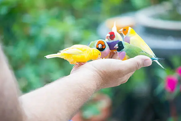 A man is holding four different colored finches and a canary in the palm of his hand.  RM