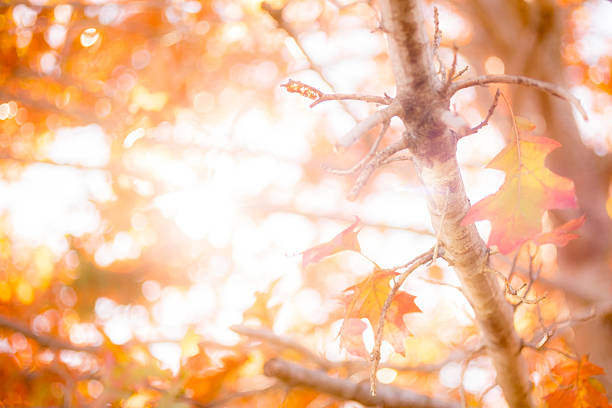 Looking up trunk of bright red maple tree with leaves changing on autumn afternoon