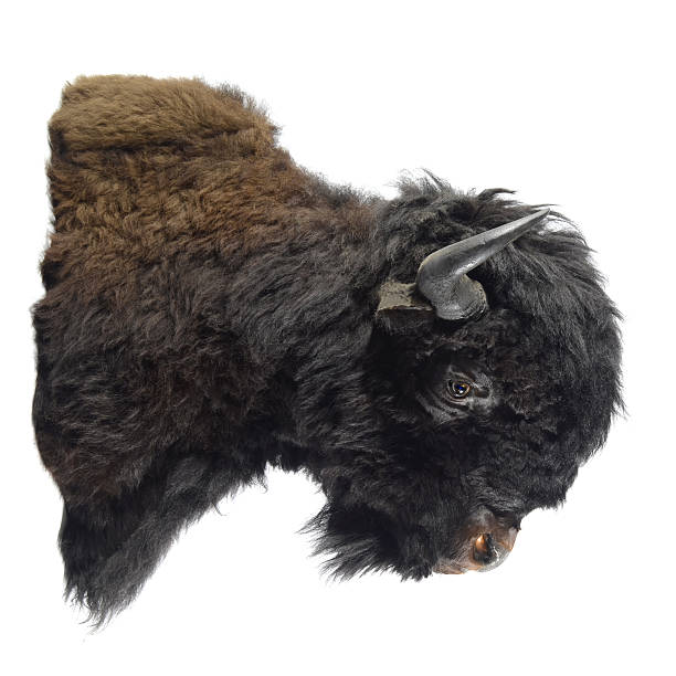 istock Plains Bison (American Buffalo) Taxidermy Mount 463094045