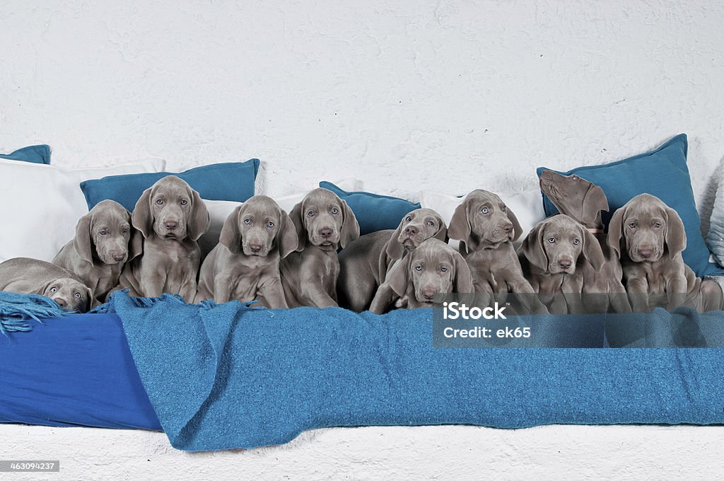 Once Weimaraner Welpen - Foto de stock de Cachorro - Perro libre de derechos