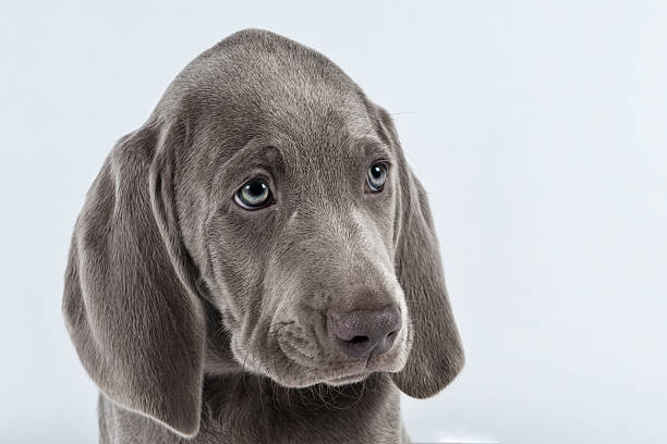 istock Weimaran puppy solo 463094275