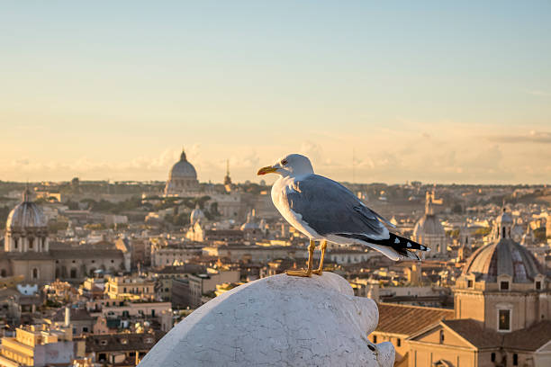 View of Rome with seagull at sunset, Italy