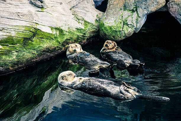 Sea otter Enhydra lutris