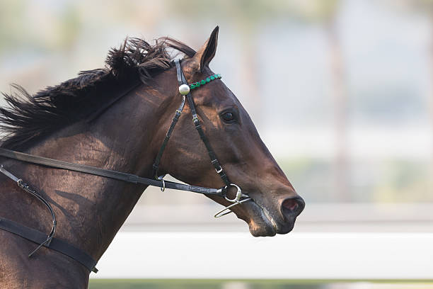 cheval - horse horse racing animal head horseracing track photos et images de collection