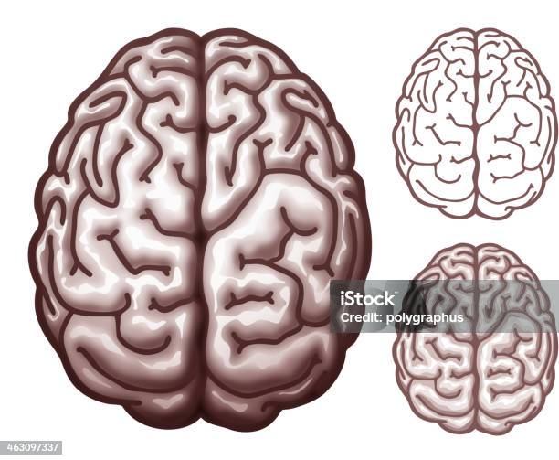 뇌 상단 보기 사람 뇌에 대한 스톡 벡터 아트 및 기타 이미지 - 사람 뇌, 라인아트, 벡터