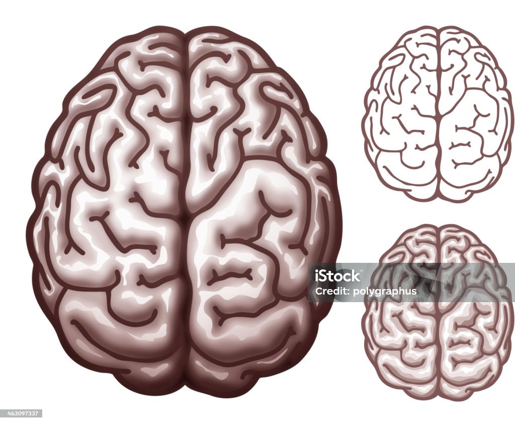 Cérebro. Vista do topo - Vetor de Cérebro humano royalty-free
