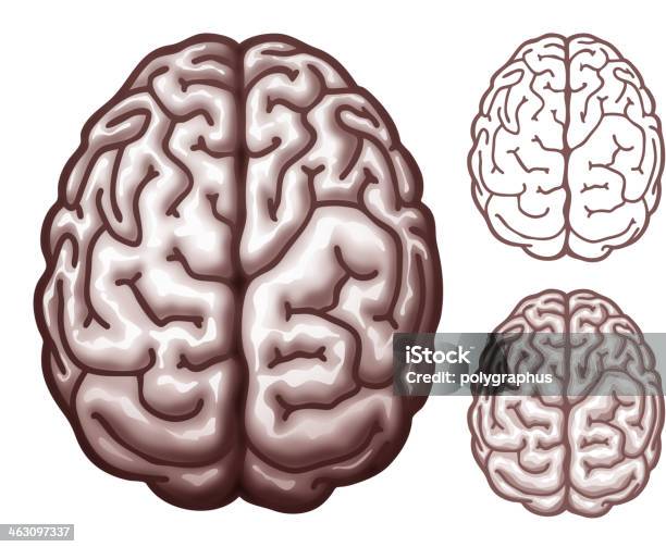 Cérebro Vista De Topo - Arte vetorial de stock e mais imagens de Cérebro humano - Cérebro humano, Arte Linear, Vetor