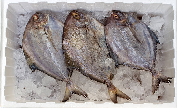 istock Three of black Pomfret 463098001
