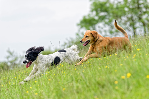 Two dogs playing in a springtime meadow