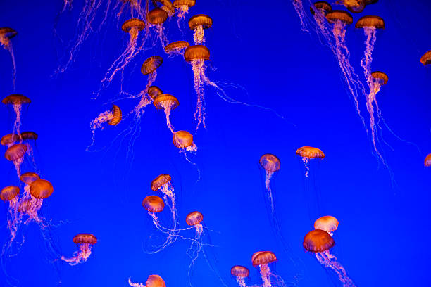 siehe nettle jellyfish school - jellyfish translucent sea glowing stock-fotos und bilder