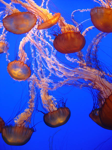 medusa - box jellyfish imagens e fotografias de stock