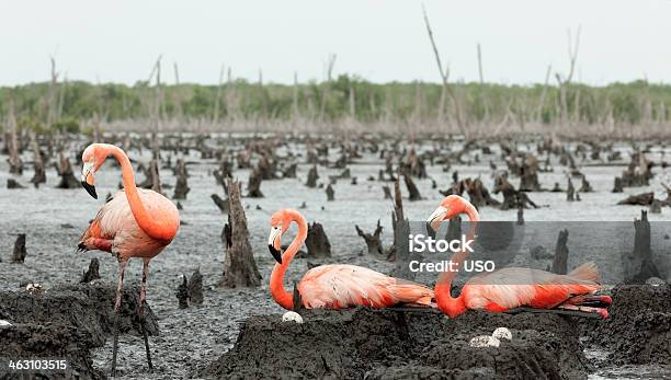 Flamingo Colonia - Fotografie stock e altre immagini di Fenicottero - Fenicottero, Rosa - Colore, Uccellino