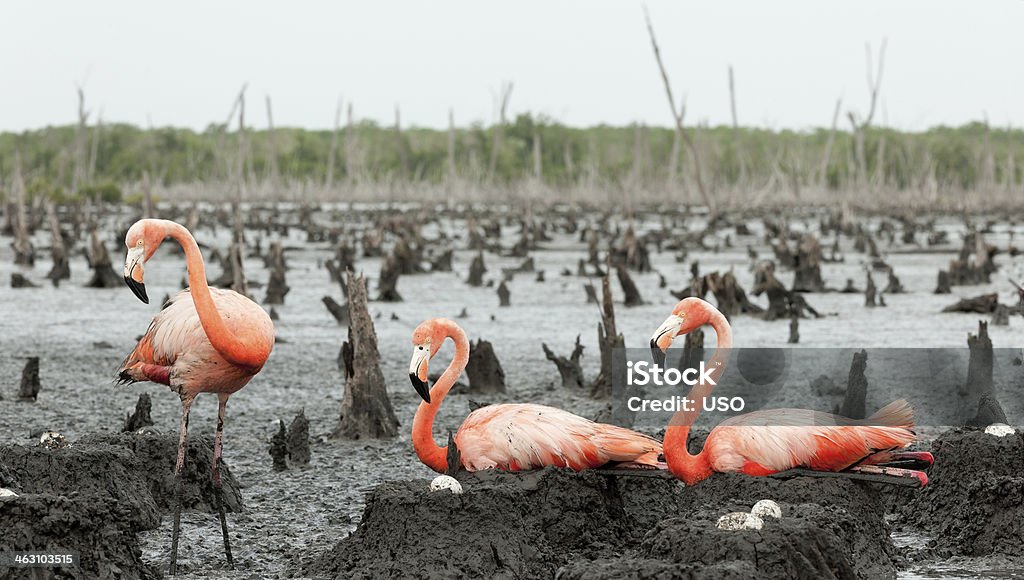 Фламинго (Phoenicopterus ruber) colony. - Стоковые фото Молодняк птицы роялти-фри