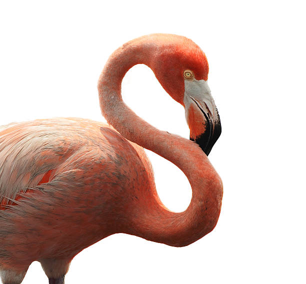istock The American Flamingo (Phoenicopterus ruber) 463103599