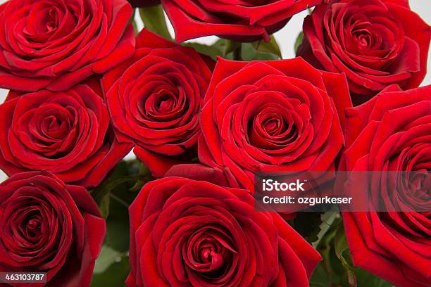 Red Rosas Foto de stock y más banco de imágenes de Color - Tipo de imagen - Color - Tipo de imagen, Foto de estudio, Fotografía - Imágenes