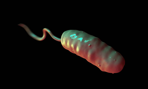 vibrio cholerae bakterie - scandic stock-fotos und bilder