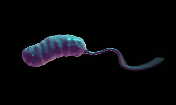 vibrio cholerae bakterie - scandic stock-fotos und bilder