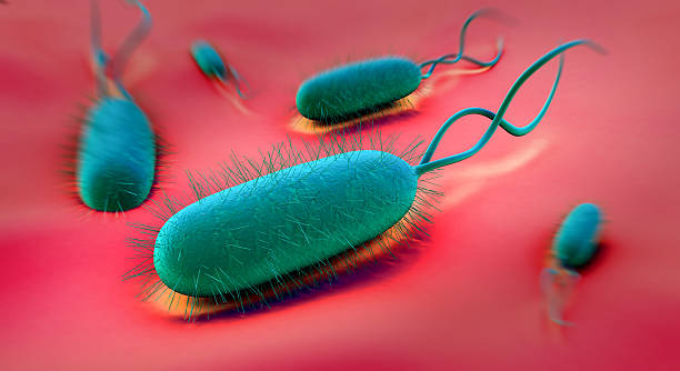 Microscopic view of Helicobacter Pylori Bacterium Helicobacter pylori bacterium sem stock pictures, royalty-free photos & images