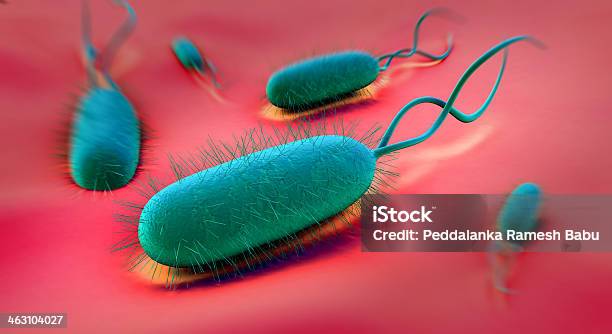 Bactéria Helicobacter Pylori - Fotografias de stock e mais imagens de Helicobactéria - Helicobactéria, Campilobactéria, Abdómen