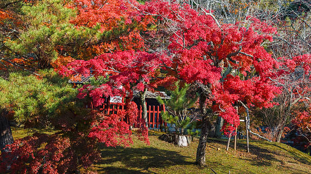 Garden in front of Todaiji Temple