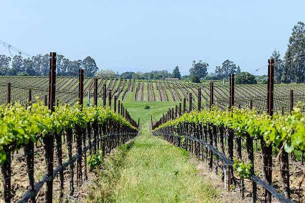 istock Napa Valley California Winery 463105545