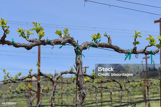 Napa Valley Grapevine Primo Piano - Fotografie stock e altre immagini di Adulto - Adulto, Agricoltura, Ambientazione esterna