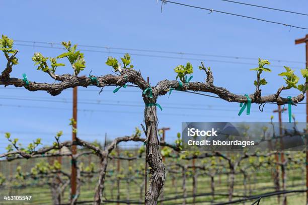 Foto de Napa Valley Grapevine Closeup e mais fotos de stock de Adulto - Adulto, Agricultura, Alcançar