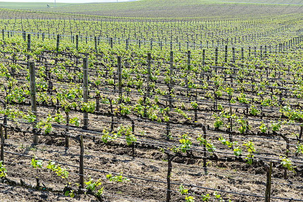 istock Napa Valley California Winery 463105561