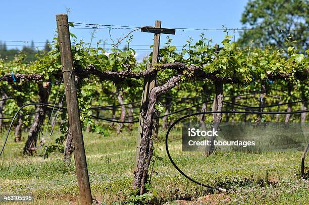 Weingut In Napa Valley Kalifornien Stockfoto und mehr Bilder von Anhöhe - Anhöhe, Blatt - Pflanzenbestandteile, Botanik