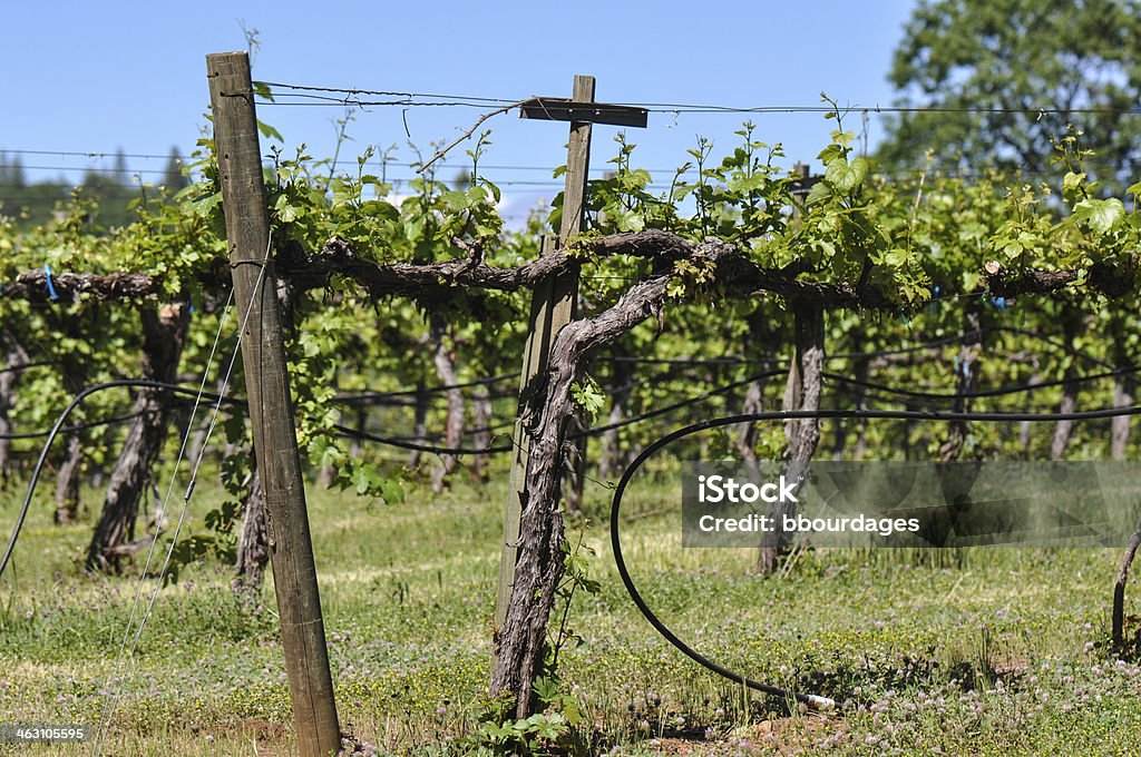 나파 밸리 (Napa Valley California 와이너리 - 로열티 프리 계곡 스톡 사진