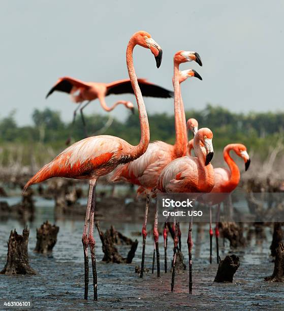 Photo libre de droit de Flamingo Colony banque d'images et plus d'images libres de droit de Aile d'animal - Aile d'animal, Amérique latine, Animaux à l'état sauvage