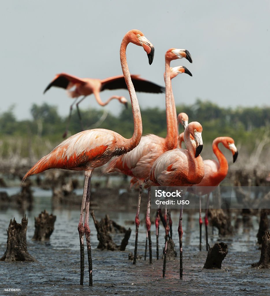 Flamingo (Phoenicopterus ruber) Colônia. - Foto de stock de América Latina royalty-free