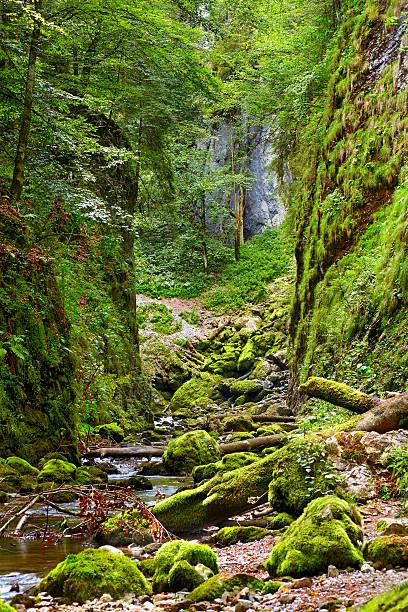 istock Galbena river in Apuseni mountains 463106347